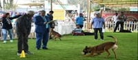 138th Dog Show to Begin Tomorrow in Ooty; 435 Dogs from 55 Breeds to Participate
